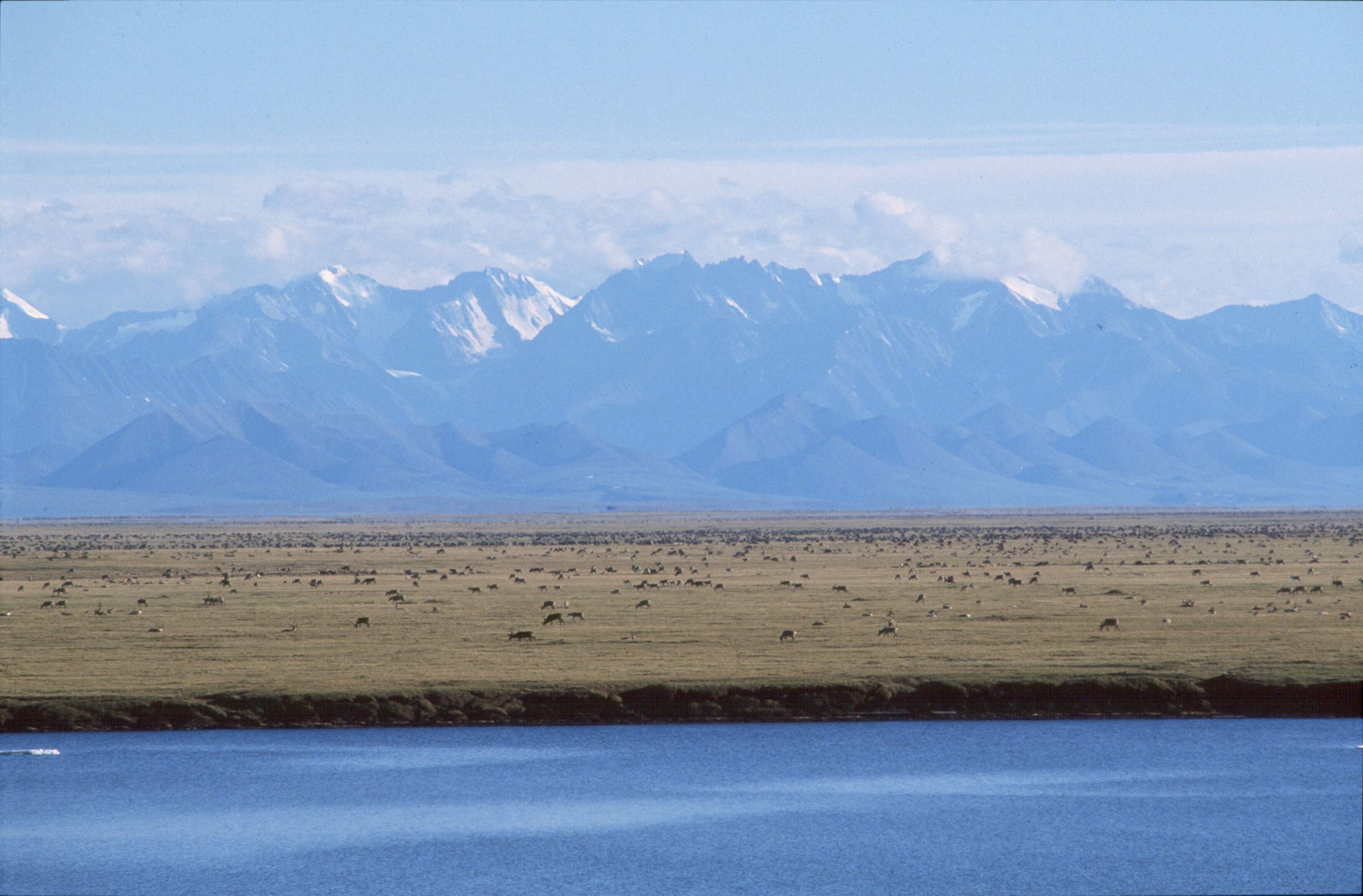 Arctic Plain of the Arctic National Wildlife Refuge