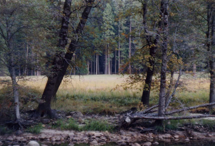 Yosemite Valley trees and meadow beyond