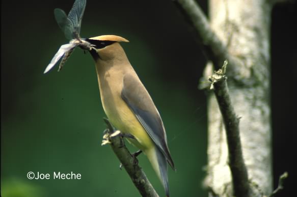 Cedar Wax Wing