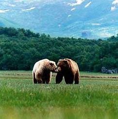 Grizzly Bears in a Meadow