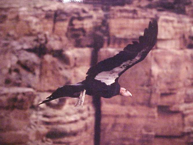 Brink of Extinction: California Condor