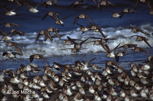 Western Sandpiper